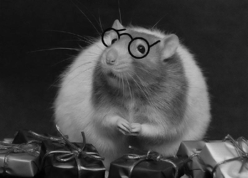 Rat with Glasses and gifts
